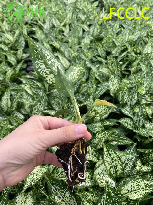 លក់ដុំនាំចេញ Green Jade Aglaonema Seedlings | កូនឈើ​លម្អ​តំបន់ត្រូពិច