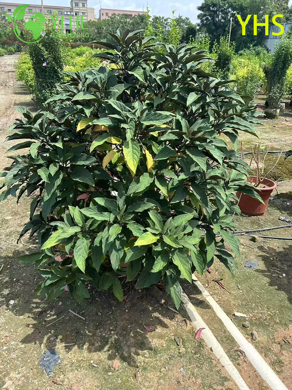 &Aacute;rvore de fogos de artif&iacute;cio flor ornamental planta de jardim tropical Clerodendrum Quadriloculare