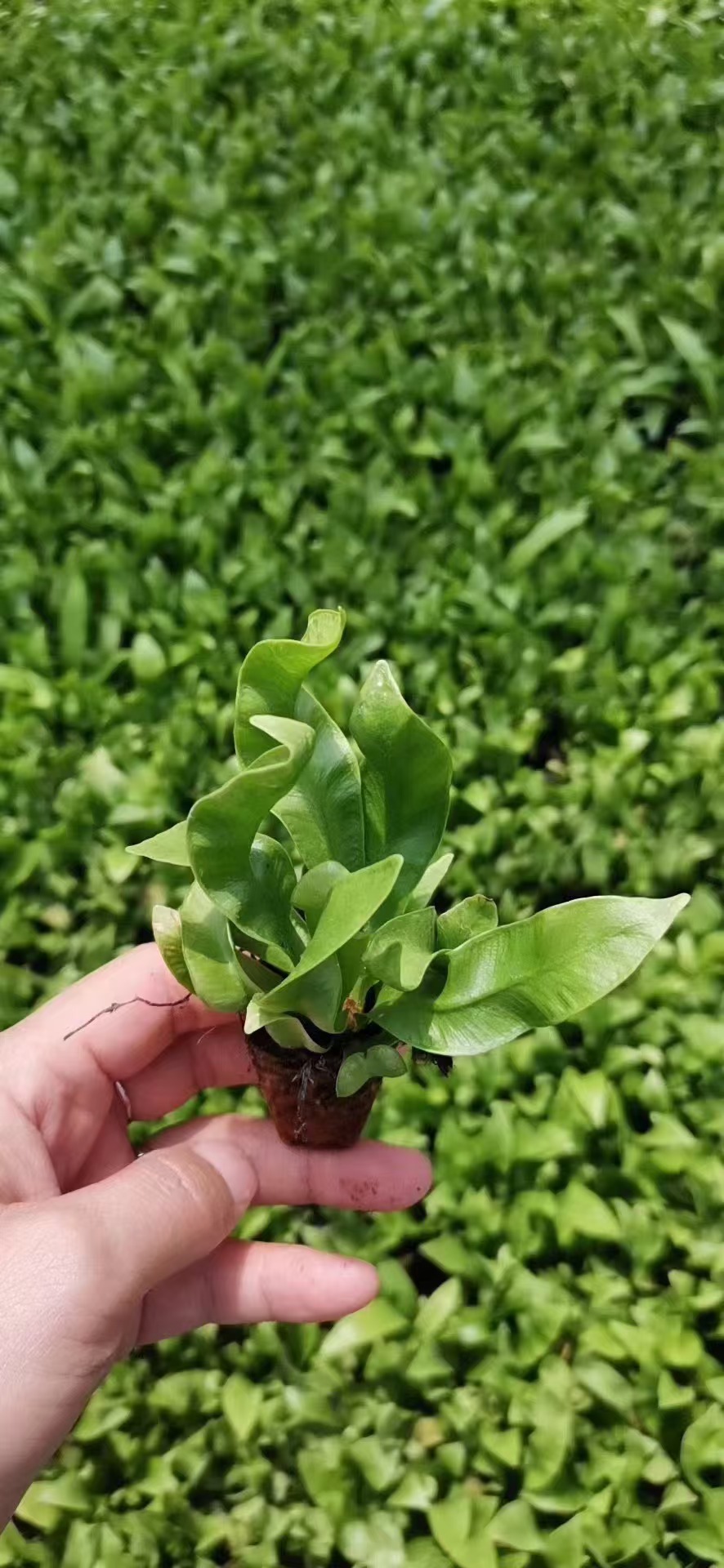 Pl&aacute;ntulas de Asplenium nidus Crospy Wave