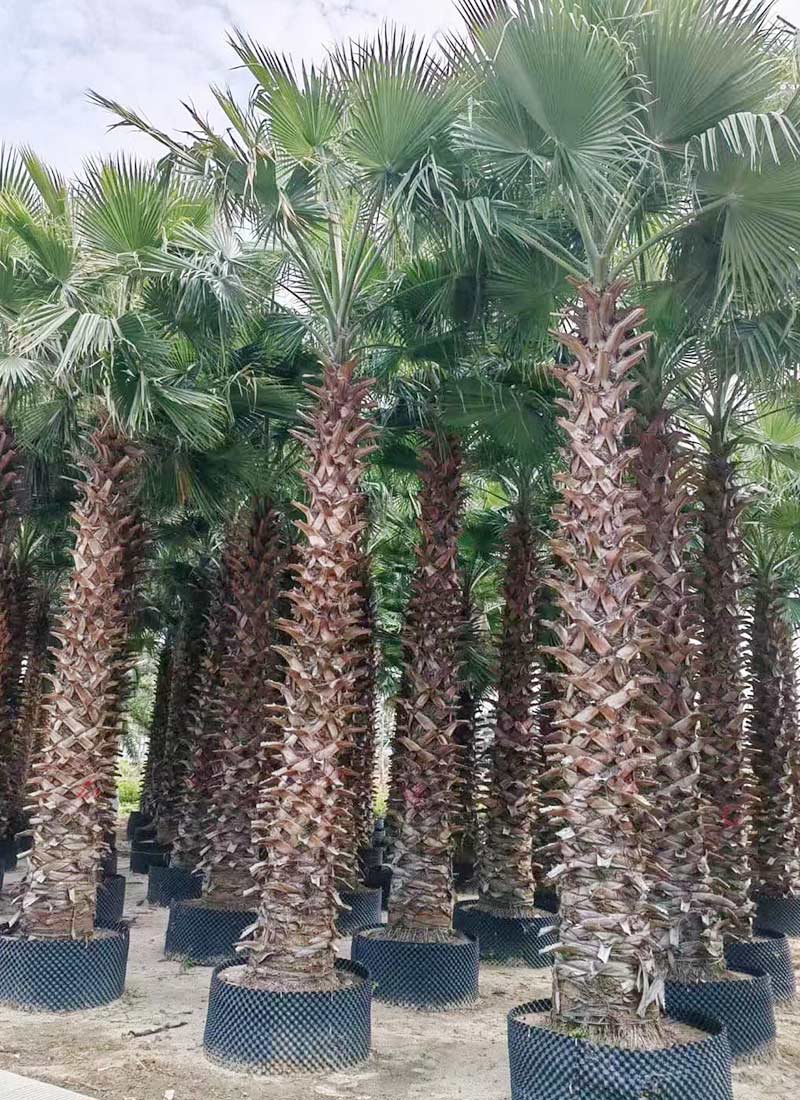 واشنطونيا روبوستا