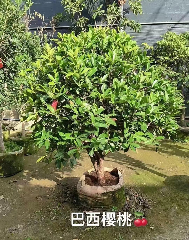 ユージニア ブラジルジリエンシス果樹