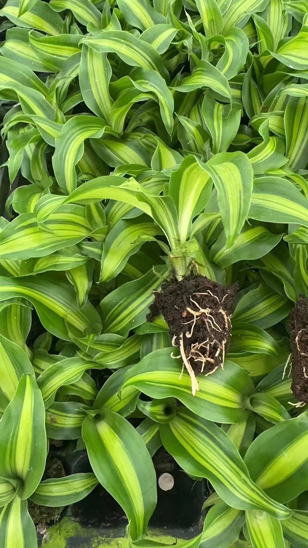 Dracaenafragrans
