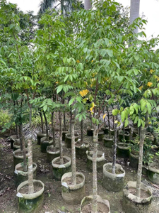 एवरहोआ कैरम्बोला एल., स्टार फल के पेड़