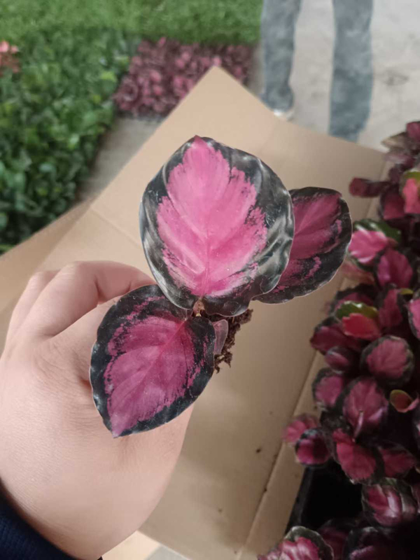 Semis de la Déesse Pourpre