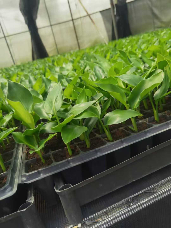 Piantina di Strelitzia Nicolai