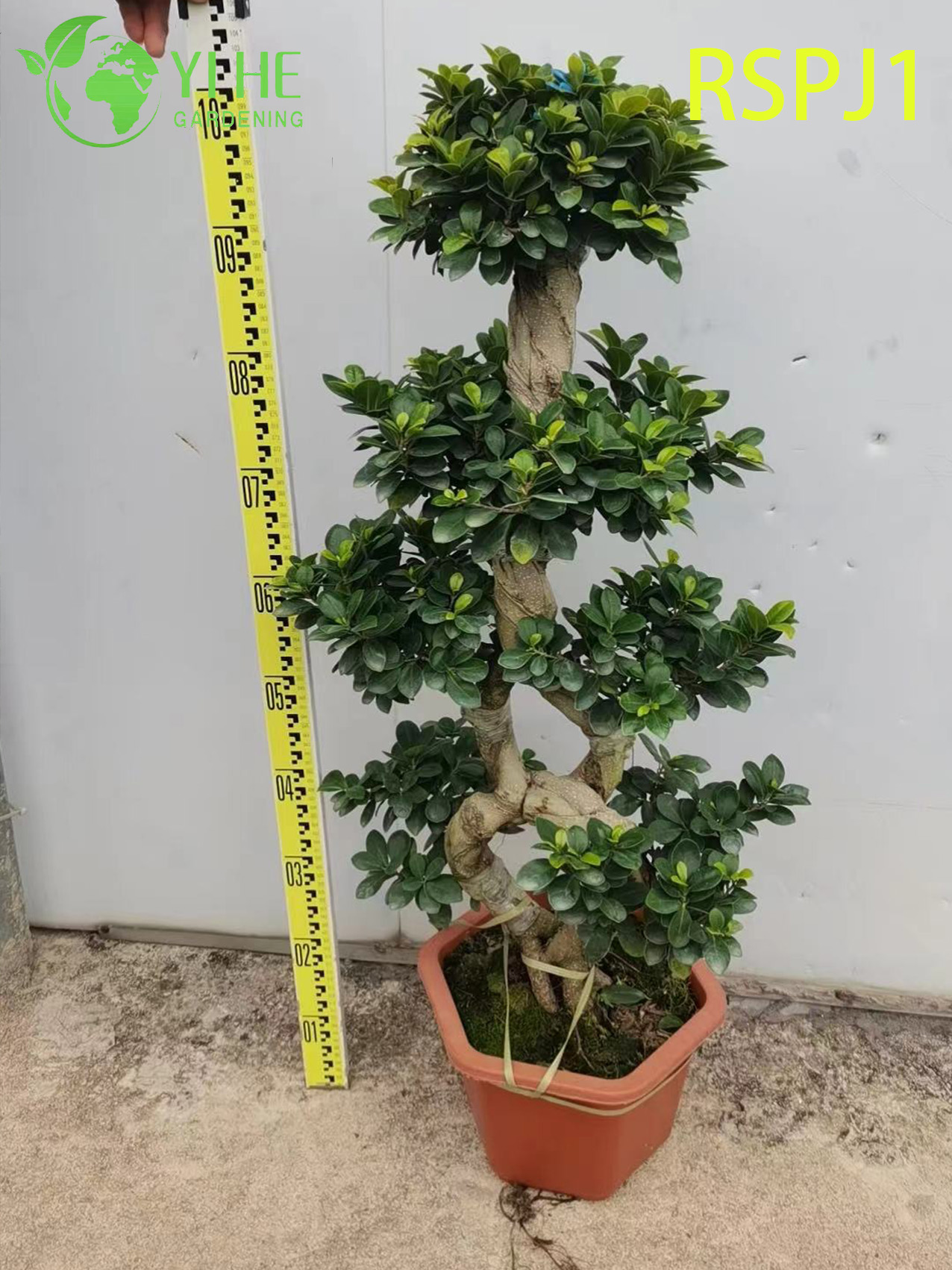 ລຳຕົ້ນໄມ້ແສ້ໜາສູງ ຕົ້ນໄມ້ Ficus ທີ່ເປັນຕົ້ນໄມ້ທີ່ມີຊີວິດຊີວາໃນລົ່ມ Bonsai