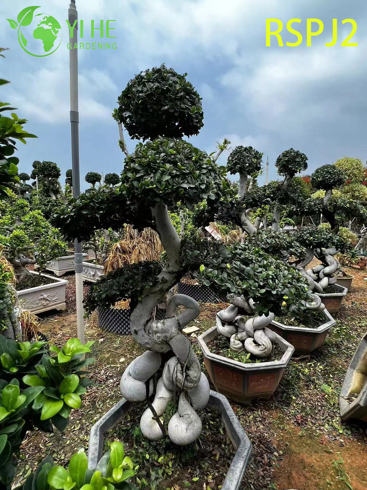 មែកធាង Ficus សិល្បៈកម្ពស់ Twisted រុក្ខជាតិជាន់ក្នុងផ្ទះ Bonsai 