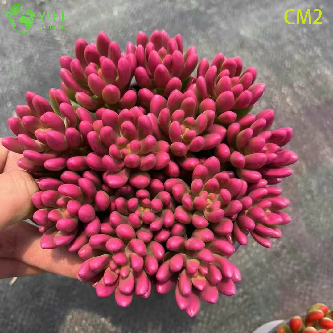 Bonsa&iuml; en grappe de plantes vivantes succulentes, gel&eacute;e de baies roses, vente en gros