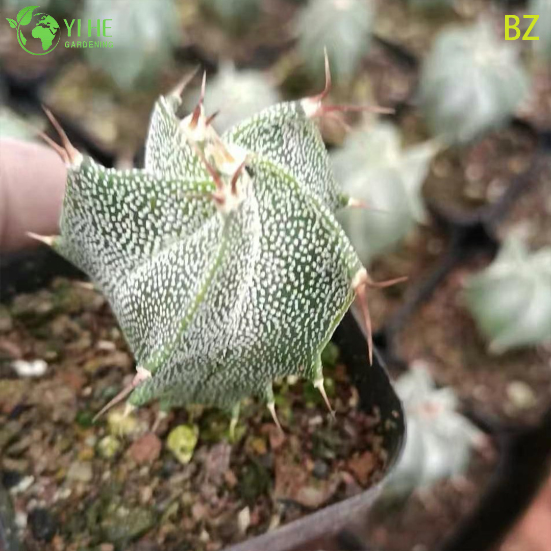 Venta al por mayor Asphytum Ornatum Monks Hood Cactus Live Star Plant Bonsai
