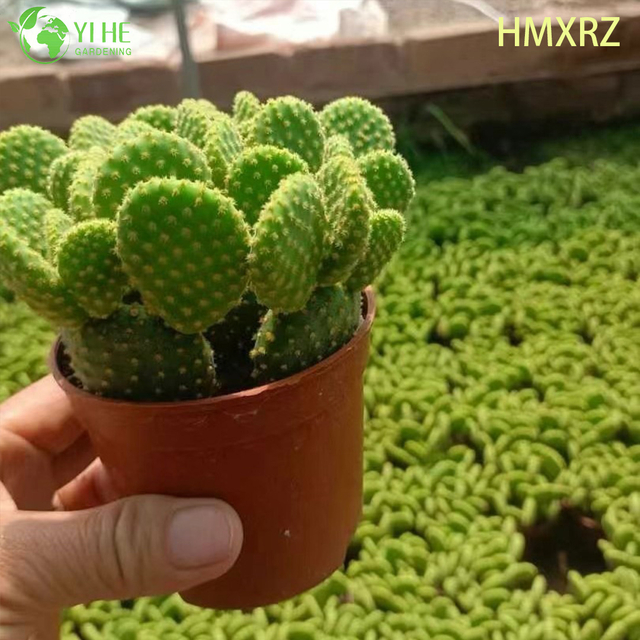 Canlı Tavşan Kulakları Kakt&uuml;s Toptan Sarı Puantiyeli Opuntia Bitki Bonsai