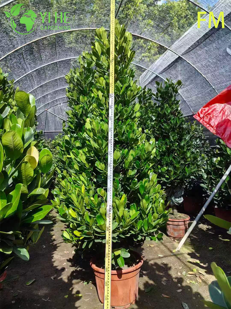 Pianta viva verticale dell'albero di Fukugi all'ingrosso per i bonsai di copertura del paesaggio ornamentale