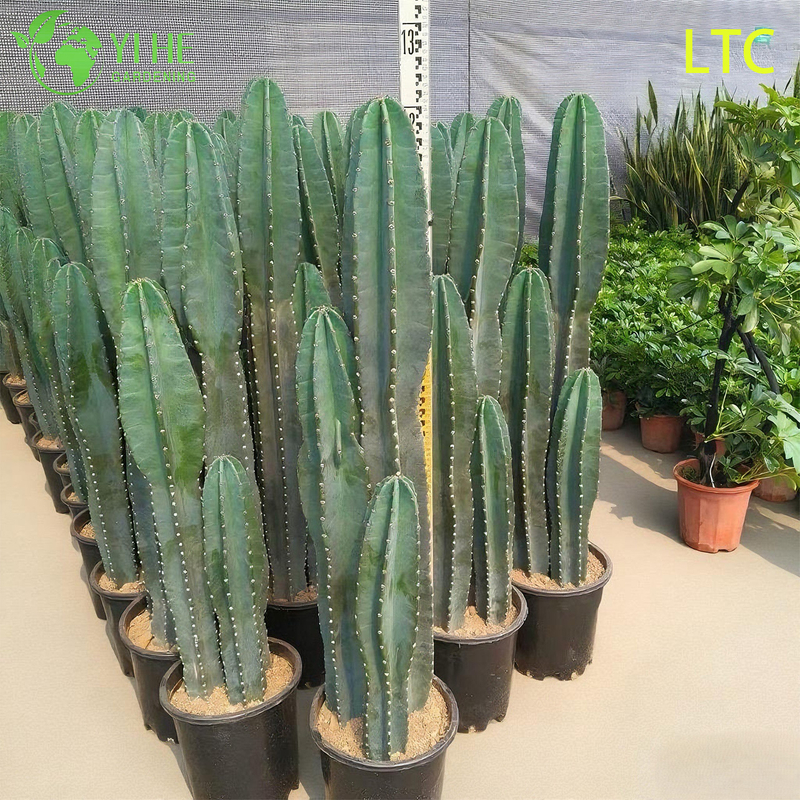 Pianta di cactus dal frutto del drago vivo, un Hylocereus Undatus fruttifero