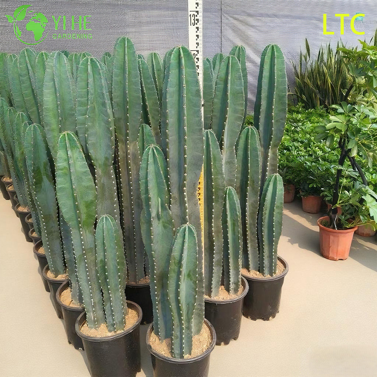 Pianta di cactus dal frutto del drago vivo, un Hylocereus Undatus fruttifero