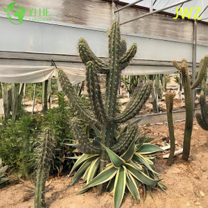 Живой кактус в мексиканском столбе для забора. Высокий столбчатый ребристый суккулент.