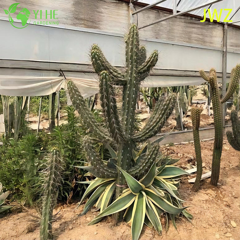 लाइव मैक्सिकन बाड़ पोस्ट कैक्टस एक लंबा स्तंभकार पसली वाला रसीला