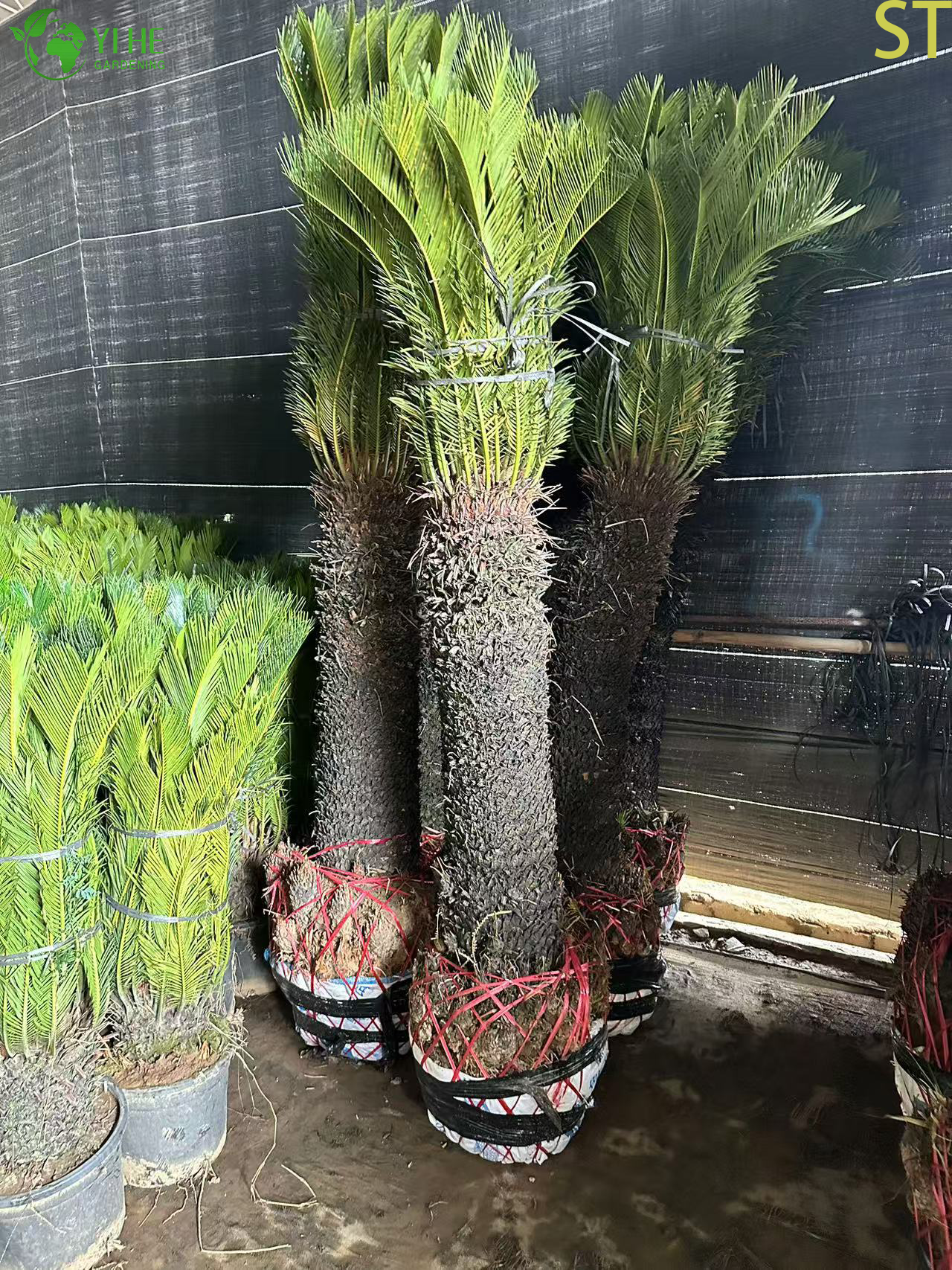 C&acirc;y cọ Sago th&acirc;n đơn