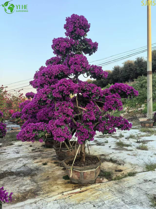 बोगेनविलिया बड़ा बोनसाई