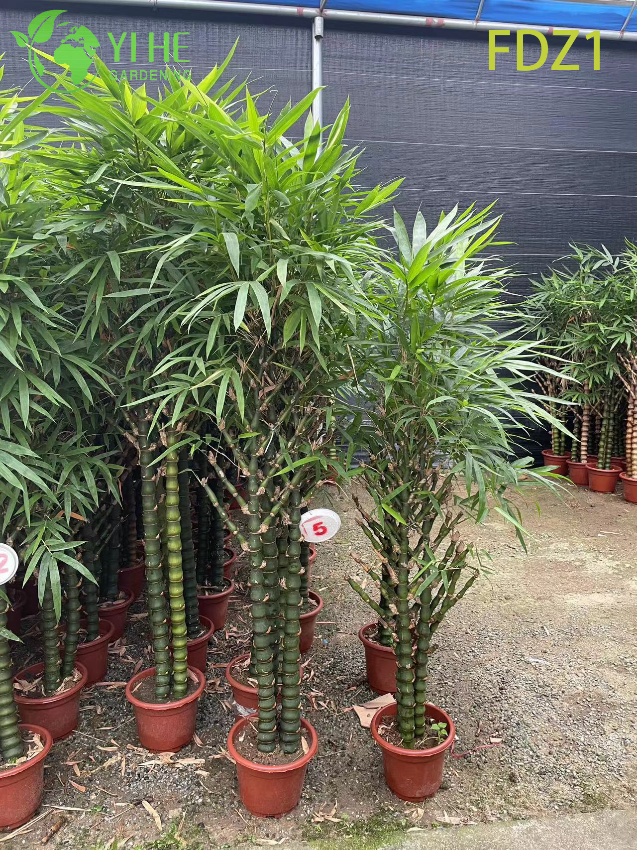 Vientre de oro vivo al por mayor de Buda que agrupa el bamb&uacute; para el dise&ntilde;o del paisaje Bonsai