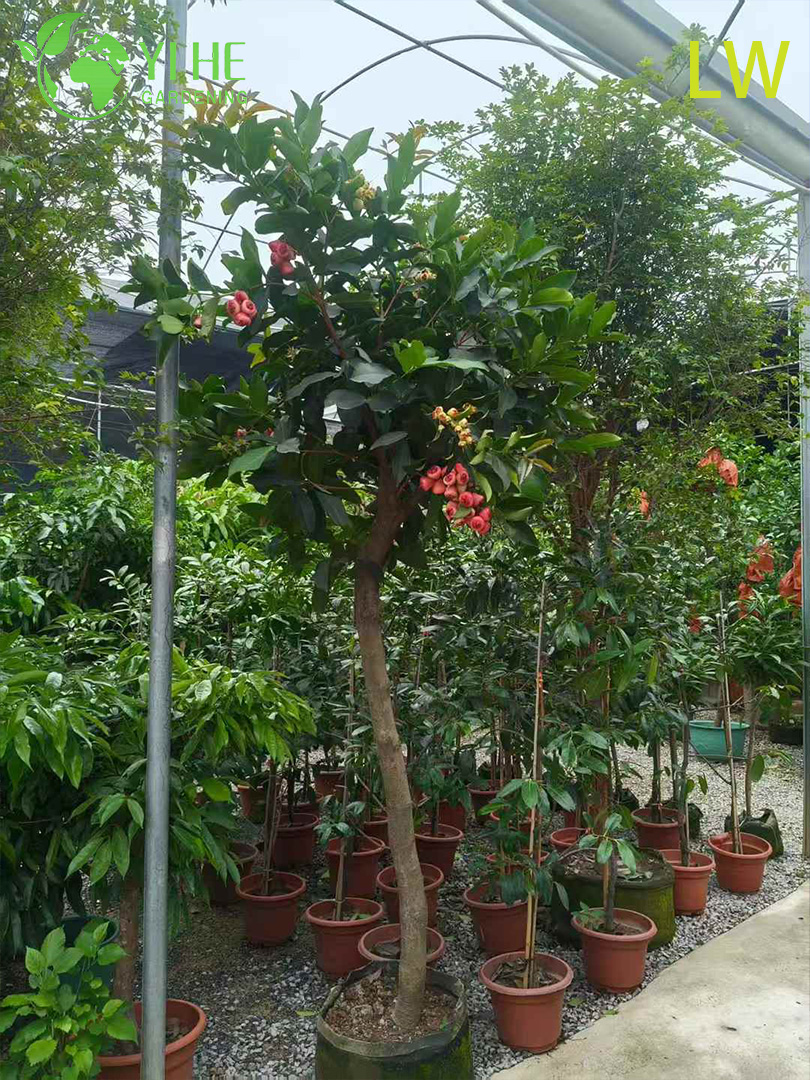Frischer Wachsapfelbaum mit knackigen, glockenf&ouml;rmigen, essbaren Fr&uuml;chten, Syzygium samarangense Bonsai