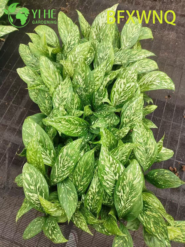 លក់ដុំ Dieffenbachia Snowstorm Variegated Dumb Cane Plant Plug Seedlings