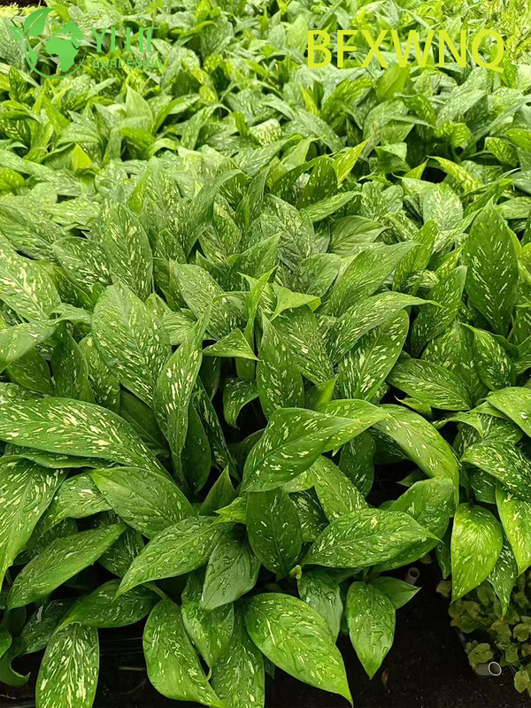 លក់ដុំ Dieffenbachia Snowstorm Variegated Dumb Cane Plant Plug Seedlings