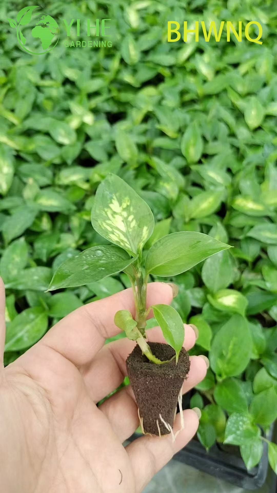 Venta al por mayor de pl&aacute;ntulas de enchufe de planta de inicio viva Dieffenbachia Tropic Marianne
