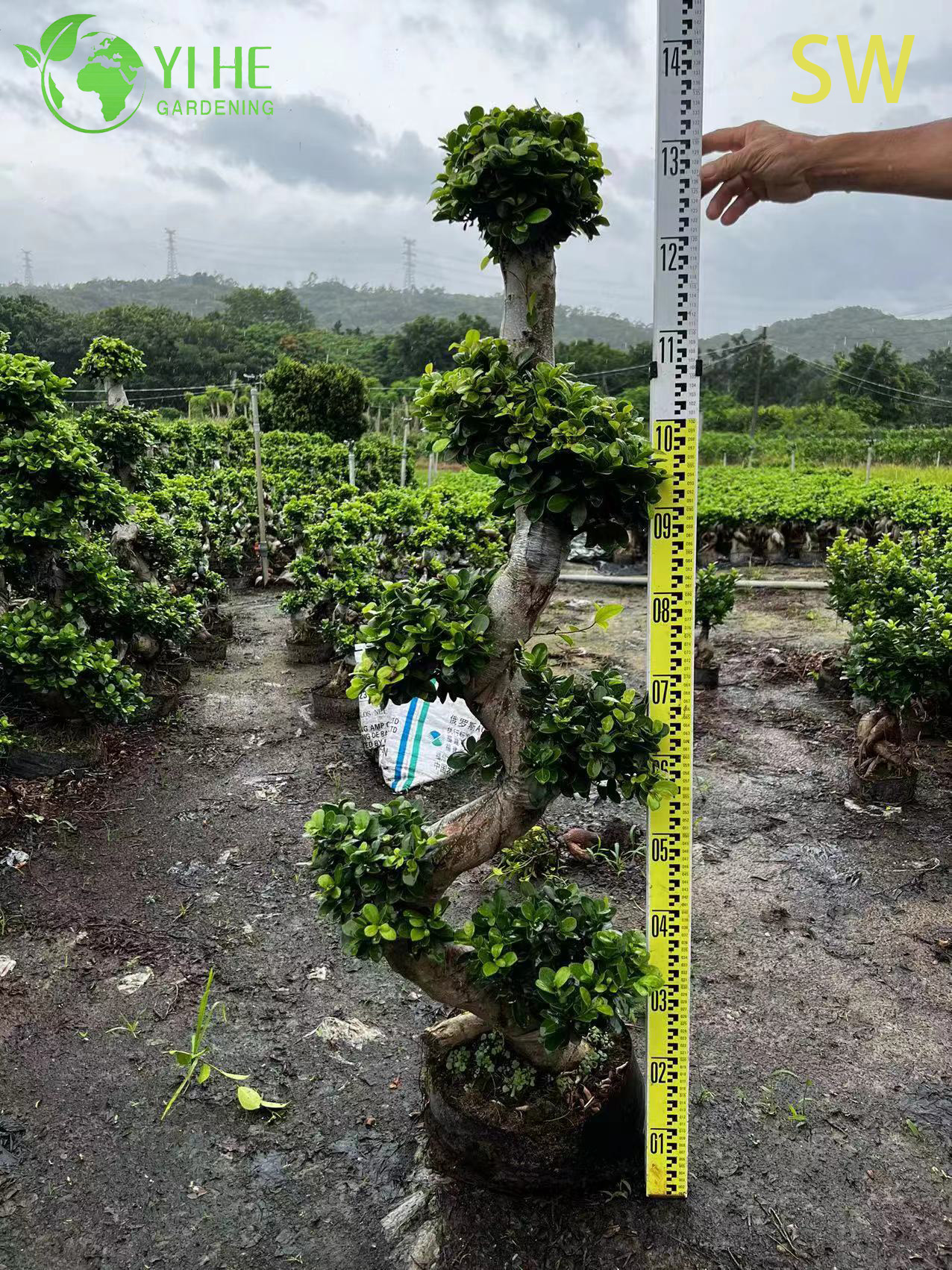 एस-आकार का फ़िकस बोनसाई