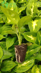 ຂາຍສົ່ງ Dieffenbachia Tropic Snow Live Dumb Cane Starter ເບ້ຍໄມ້