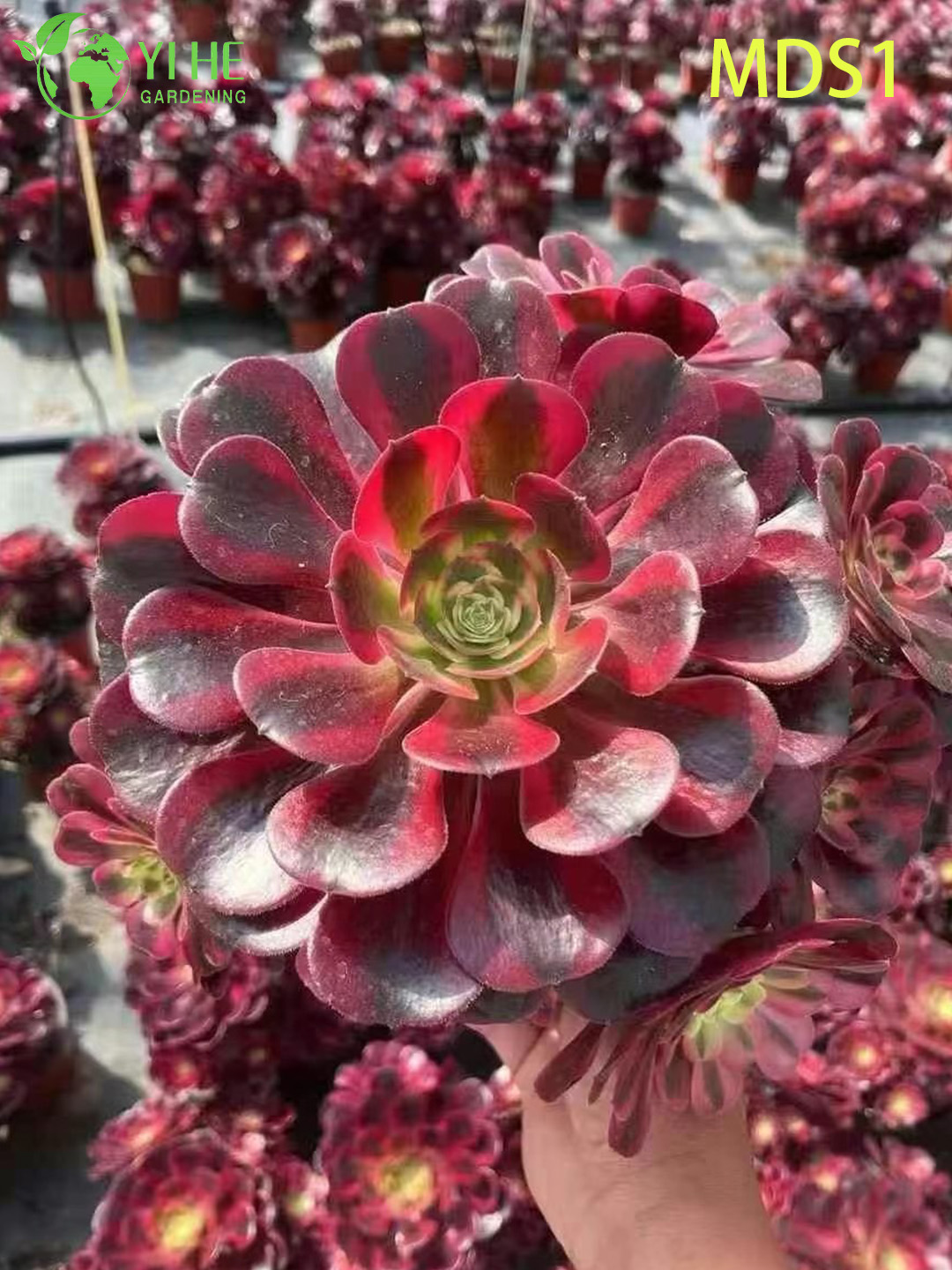 Bonsai succulenti a rosetta rossa e nera all'ingrosso di Aeonium Medusa Live Plant