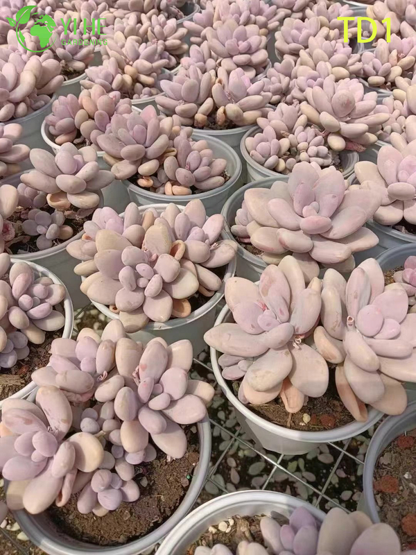 Оптовая продажа розовые лунные камни сочные Graptopetalum Amethystinum живое растение бонсай