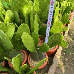 Vente en gros de plantes de cactus &agrave; pagaie vivantes pour un bonsa&iuml; de d&eacute;coration int&eacute;rieure moderne