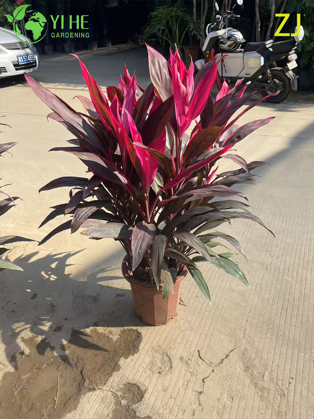 Оптовая продажа ярко-розового растения Cordyline Ti с живыми тропическими листьями бонсай