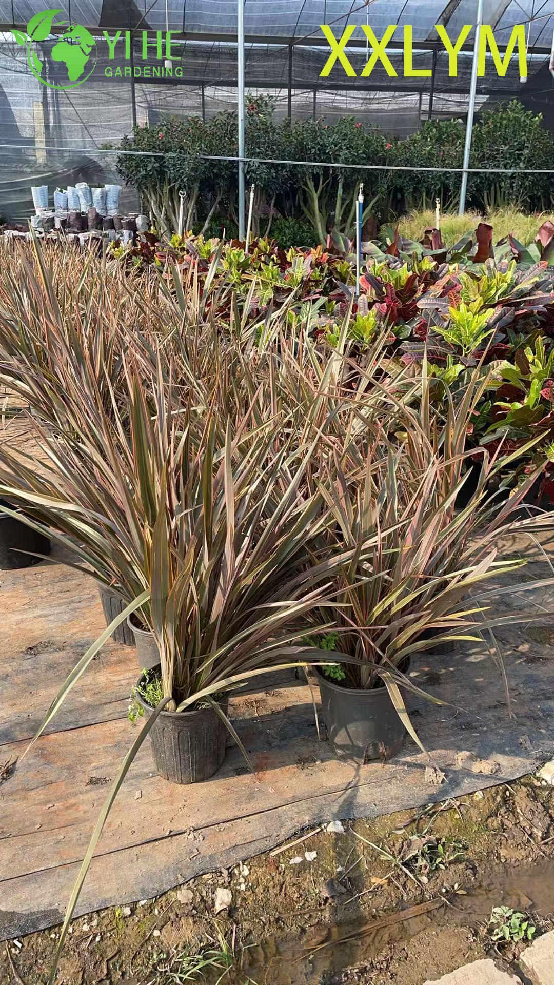 الجملة البرونزية نيوزيلندا الكتان لايف نبات الفورميوم المعماري بونساي