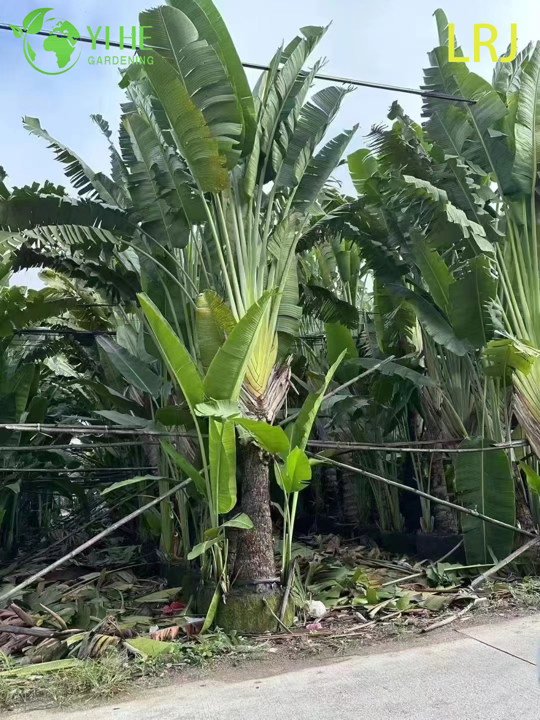 ميزة شجرة بونساي للمسافر بالجملة، شجرة بونساي لايف رافينالا المعمارية