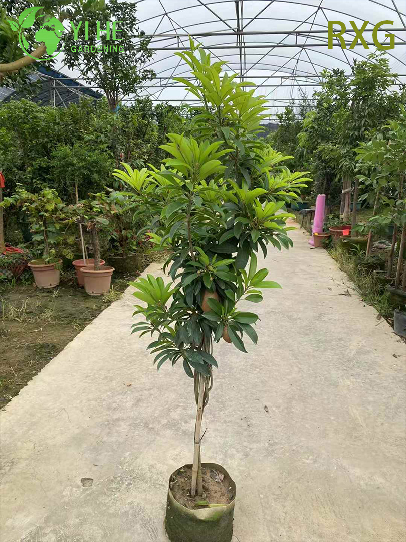 &Aacute;rbol vivo Manilkara zapota Sapodilla Chikoo con bons&aacute;i de fruta de az&uacute;car moreno dulce