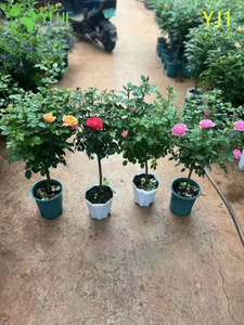 Bonsái vivo estándar de la planta con flores del rosal bicolor rosado al por mayor