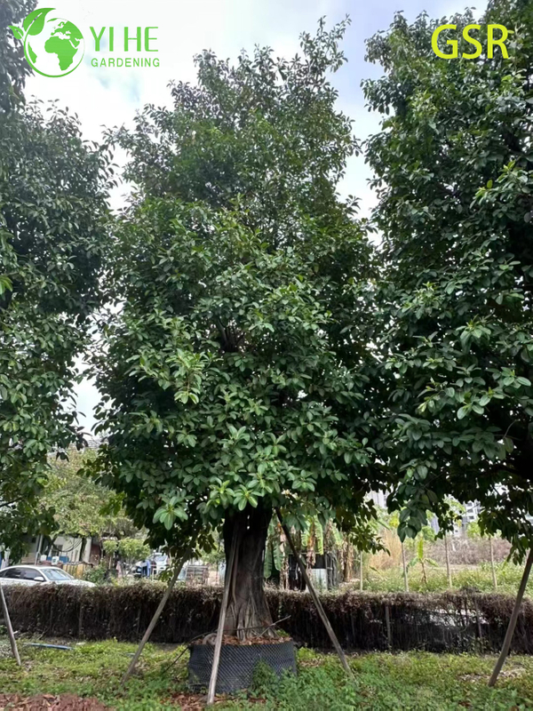 ຕົ້ນໄມ້ Ficus Altissima ຂຽວຕະຫຼອດປີກາງແຈ້ງຂະຫນາດໃຫຍ່ສໍາລັບພູມສັນຖານ Bonsai
