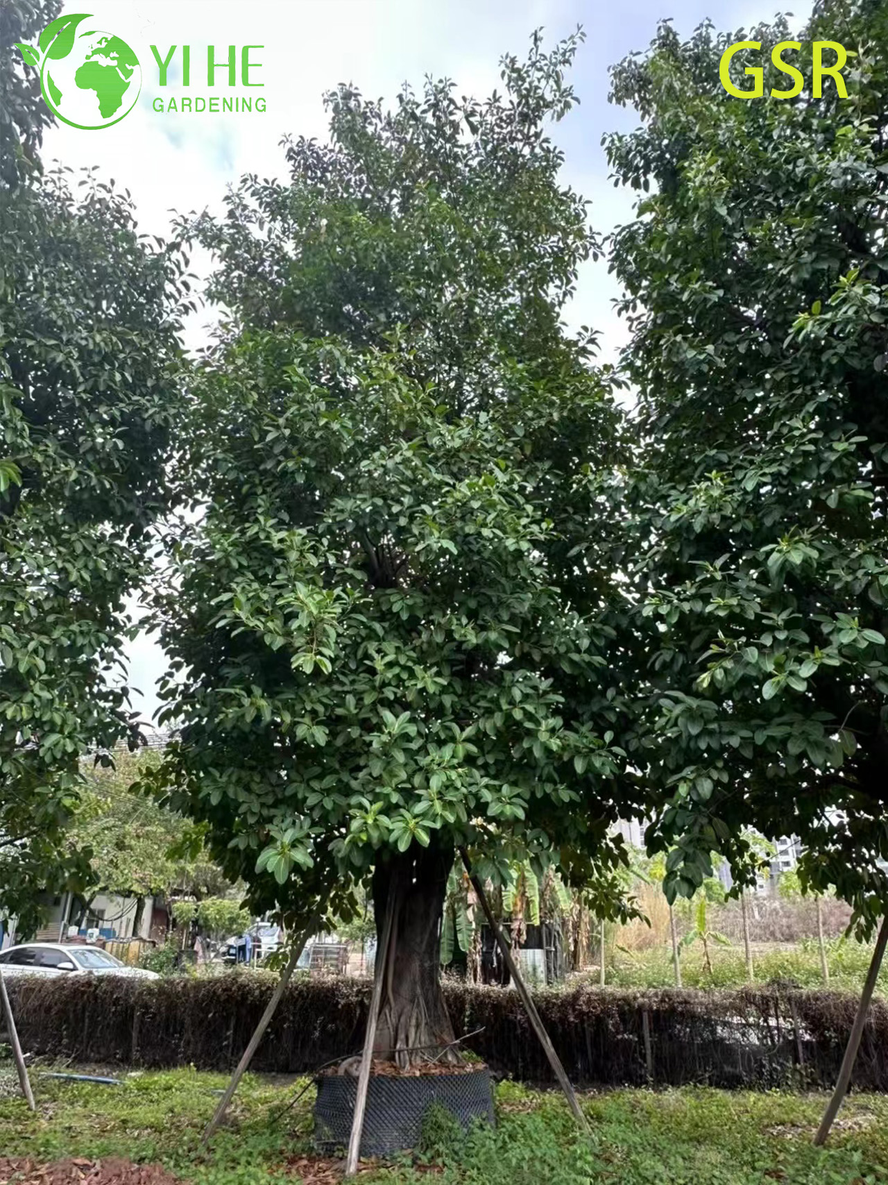 ຕົ້ນໄມ້ Ficus Altissima ຂຽວຕະຫຼອດປີກາງແຈ້ງຂະຫນາດໃຫຍ່ສໍາລັບພູມສັນຖານ Bonsai