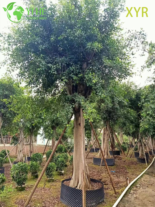 Gęsty, wiecznie zielony laur indyjski Ficus Nitida do drzewa żywopłotowego i osłonowego