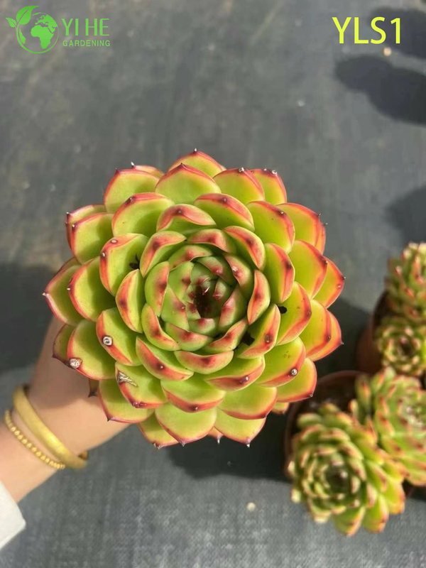 Оптовые продажи губной помады Echeveria Agavoides Живое суккулентное растение Бонсай