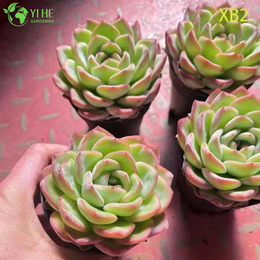 ຂາຍສົ່ງ Echeveria ສີບົວ Champagne ດໍາລົງຊີວິດເກົາຫຼີ Hybrid Succulent Bonsai