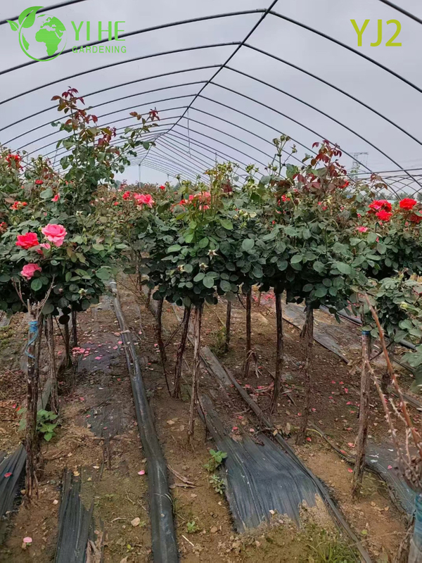 Bah&ccedil;e Peyzaj Bonsai i&ccedil;in Toptan Kırmızı Standart Rosa Chinensis Ağacı