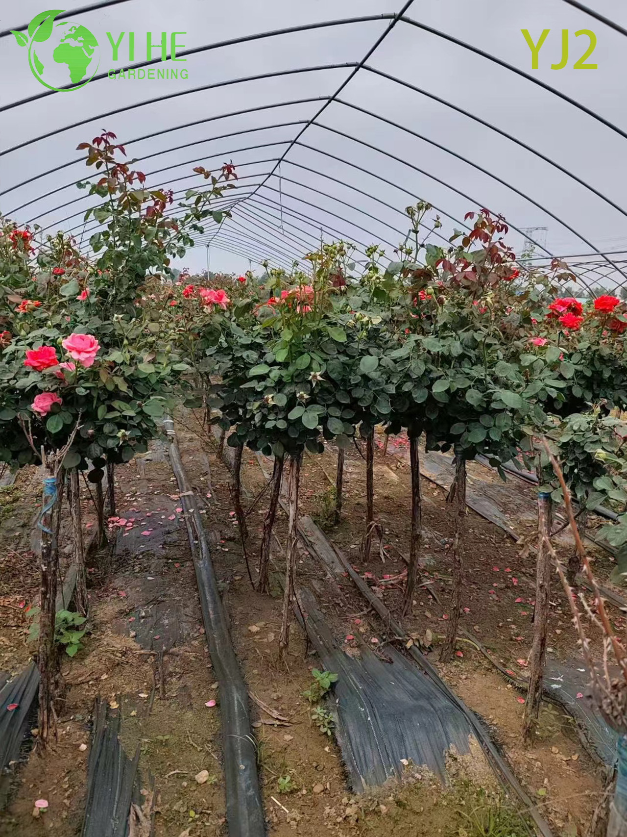 Bah&ccedil;e Peyzaj Bonsai i&ccedil;in Toptan Kırmızı Standart Rosa Chinensis Ağacı