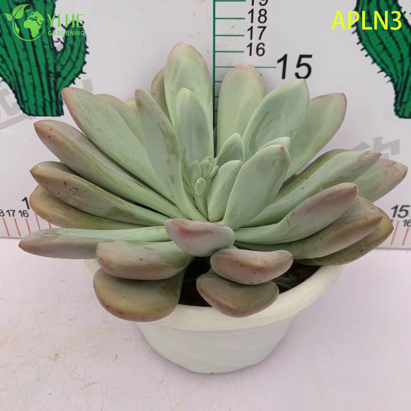 卸売ピンクオパリナ成熟した多肉植物クラスター生植物盆栽