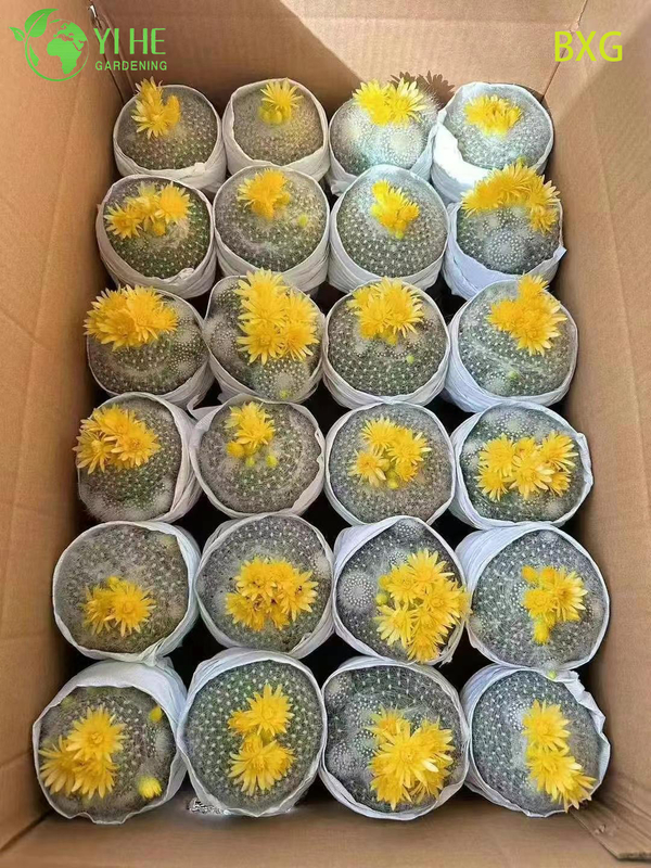 Orange bl&uuml;hender Rebutia-Kaktus, lebende Mini-Pflanze, Dekor-Bonsai im Gro&szlig;handel