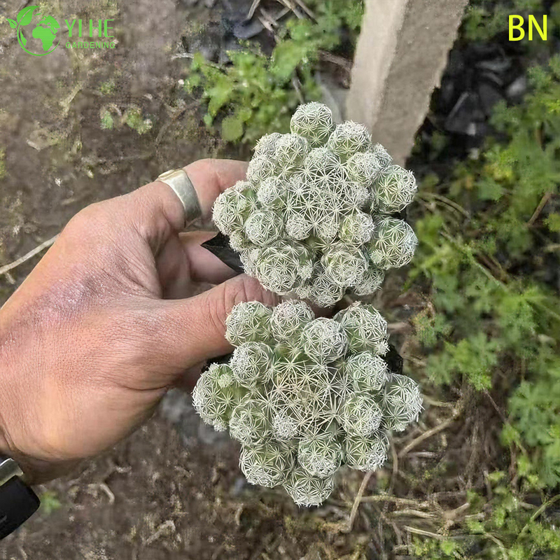 Bonsai blanco al por mayor de la decoración del grupo de la mini planta viva del cactus del dedal