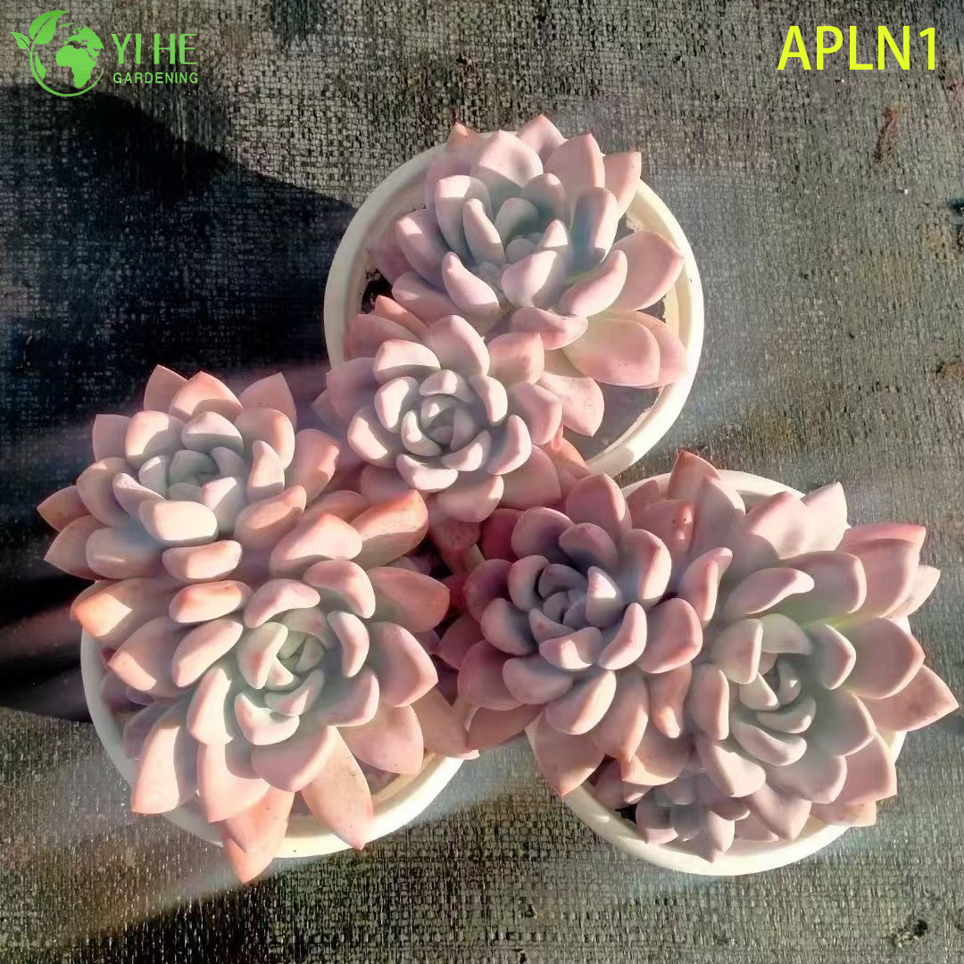 Bonsai di pianta succulenta rosetta viva di Graptoveria Opalina rosa pastello all'ingrosso