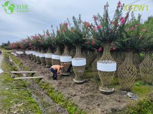 ไม้ประดับ Lagerstroemia parviflora, ต้นไม้ Topiary รูปแจกัน, ไม้ประดับสวนดอก