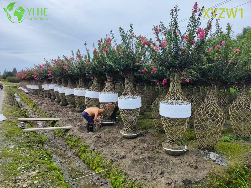 Декоративная лагерстремия парвифлора, топиарное дерево в форме вазы, растение для декора цветущего сада
