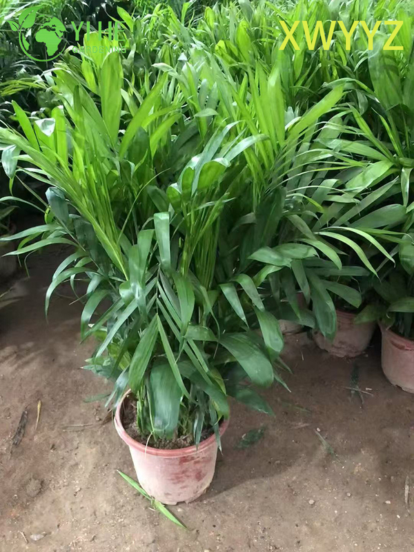 Palma hawaiana in vaso (Pritchardia gaudichaudii), pianta tropicale sempreverde per interni ed esterni